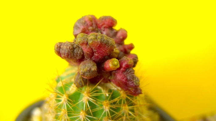 Echinopsis fma. cristata