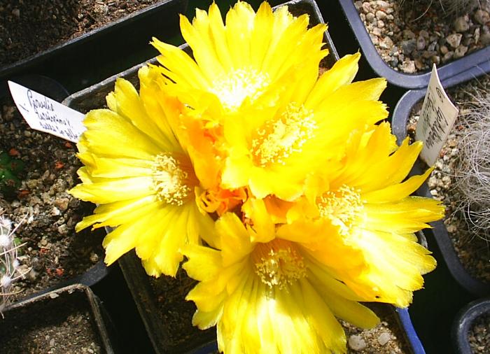 Parodia aureispina v.aurea-flori