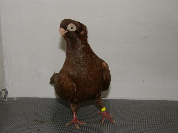 Picture 042 - jucatori de constanta