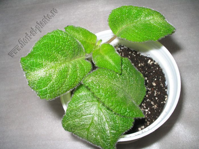 Episcia Lilacina f Viridis 1