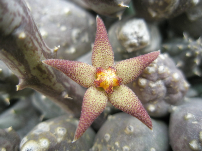 floare de Piaranthus germinatus v. foetidus - Suculente 2008