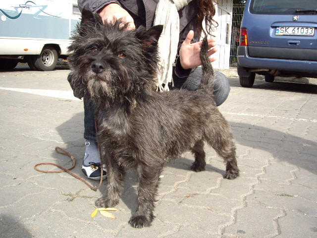 Cairn Terrier; Yoghi baiatul lui Hanny 3 ani
