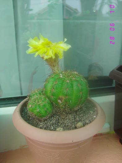 Notocactus ottonis