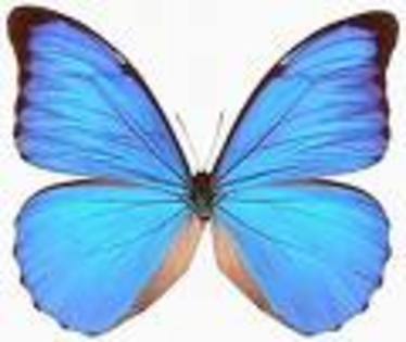 fluture albastru - fluturi