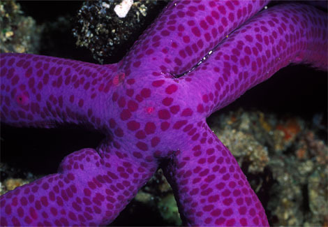 purple-sea-star-henry-658759-ga - Mov cool