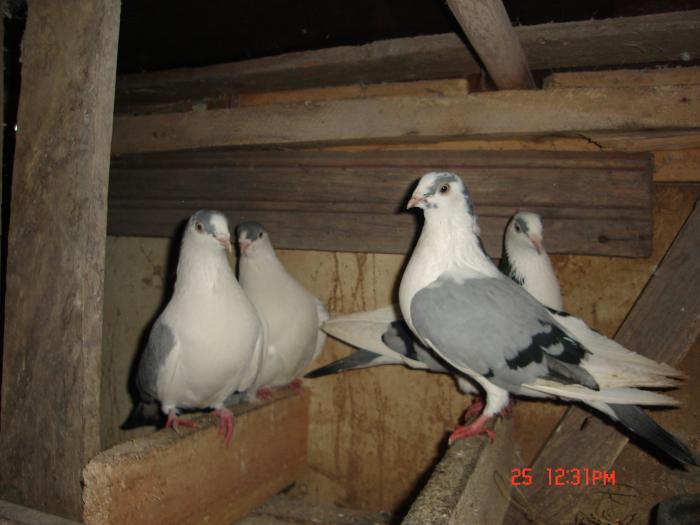 Picture 193 - porumbei jucatori