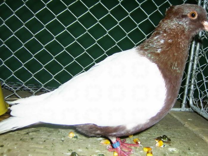 white wing(Archangel) - Culorile Porumbeilor NET