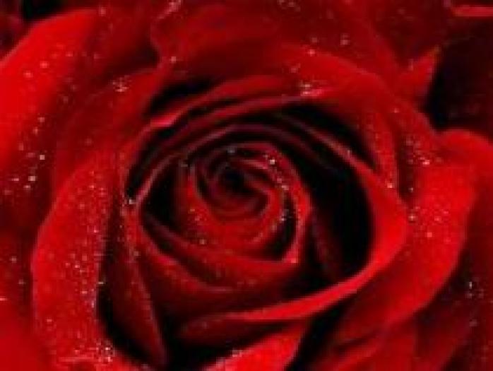 LAQVEKAONTPBKUGKKWJ - flori