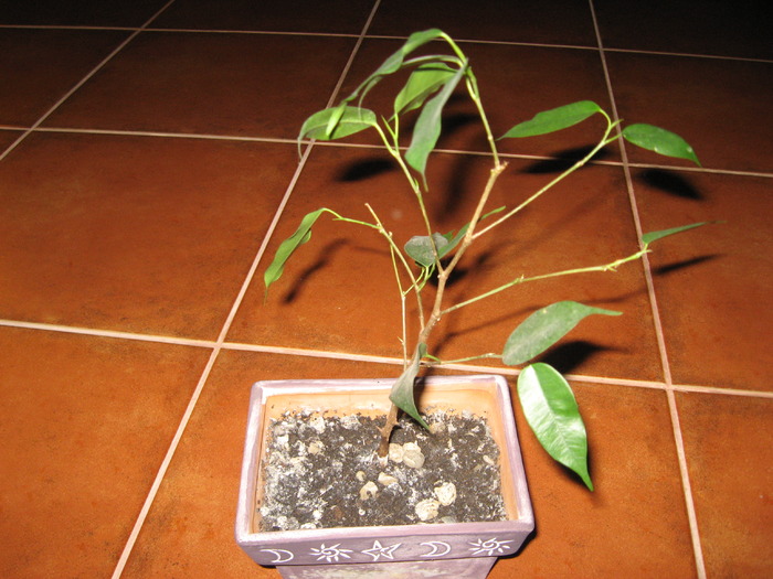 ficus - viitori bonsai