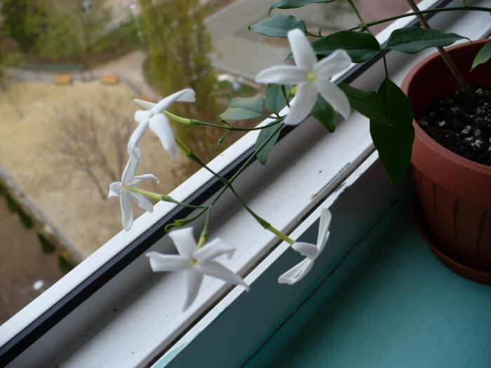 P1060125 - Alte plante