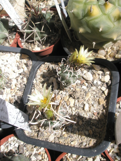 Turbinicarpus flaviflorus - 20.09