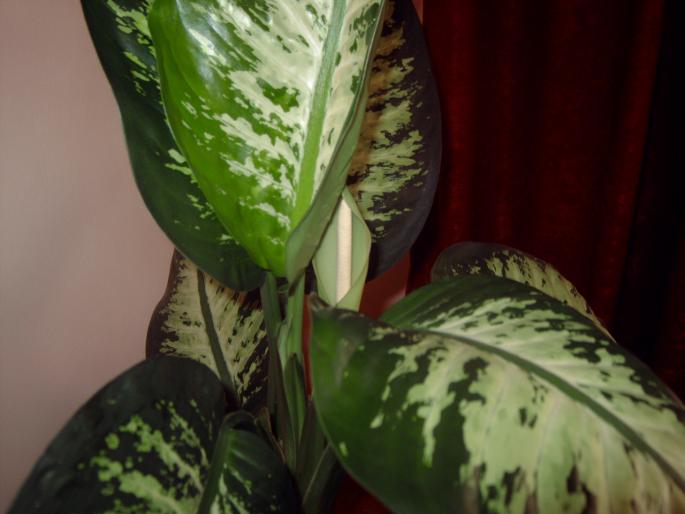 dieffenbachia 2 cu flori - Plantele mele de interior