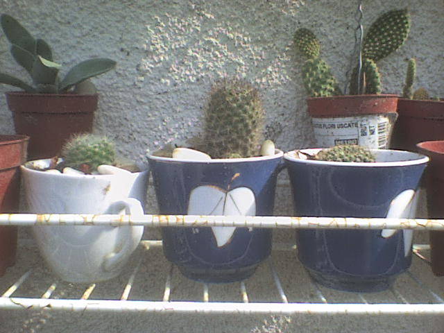 DSC00779 - colectia de cani si cactusi
