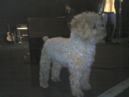 MYTQHDWJKFZCWLQGPHY - ASHLEY TISDALE POZE RARE