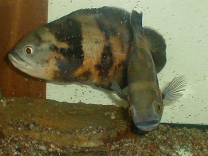 Astronotus pereche 2001 (2)