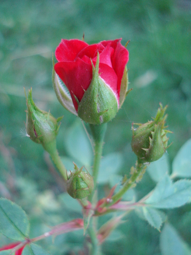 True Love rose, 12sep2009 - True Love miniature rose