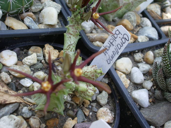  - Asclepiadaceae