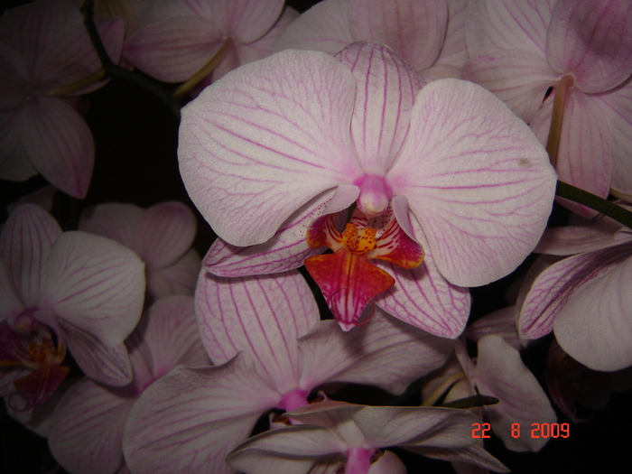 DSC02609 - flori