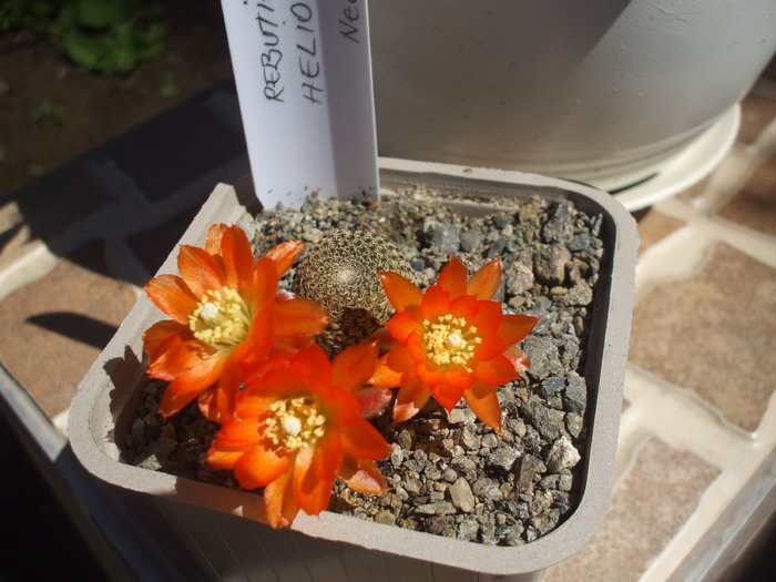 Rebutia heliosa; Rebutia heliosa
