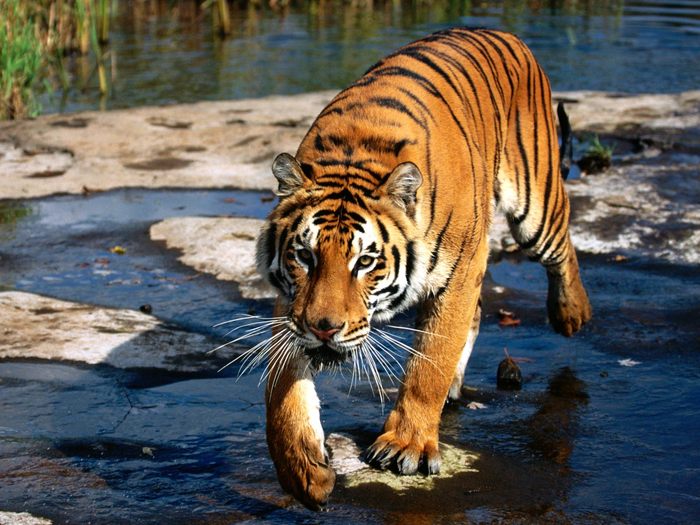 Prowler, Bengal Tiger; Cele mai frumoase animale.

