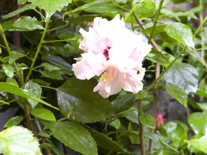 hibiscus rosa sinensis - Hibiscus
