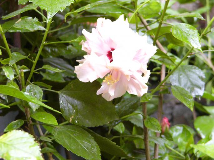 hibiscus rosa sinensis