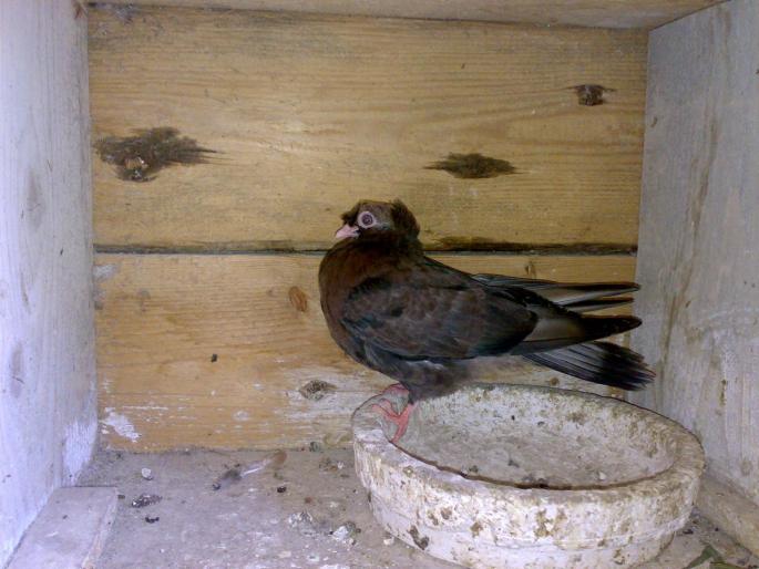 24052008312 - 1712 Marian Serbancea