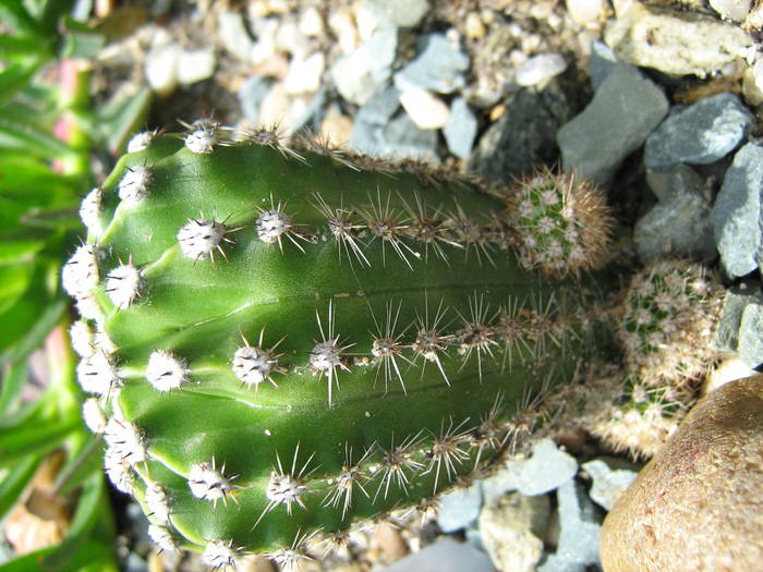 IMG_8643 - Cactusi la mosie 27 iunie 2009