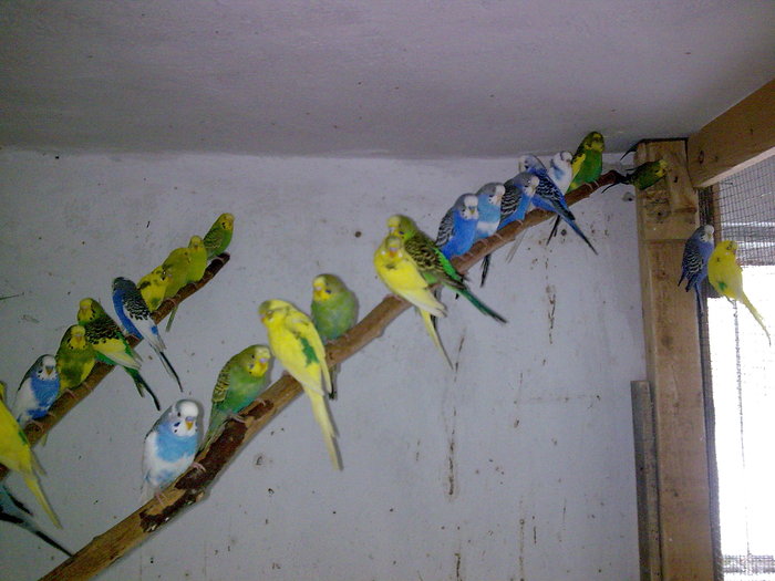 Imagine055 - DECEMBRIE 2009