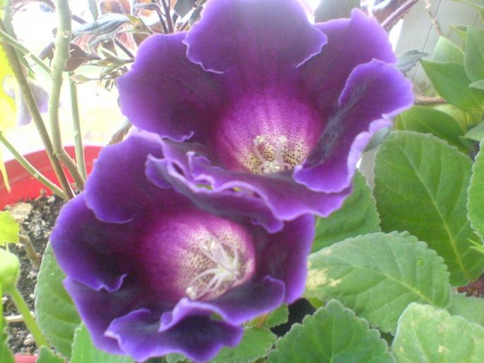 gloxi..; gloxinia 1 inflorita
