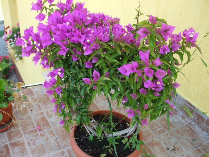 DSCF2059 - bougainvillea