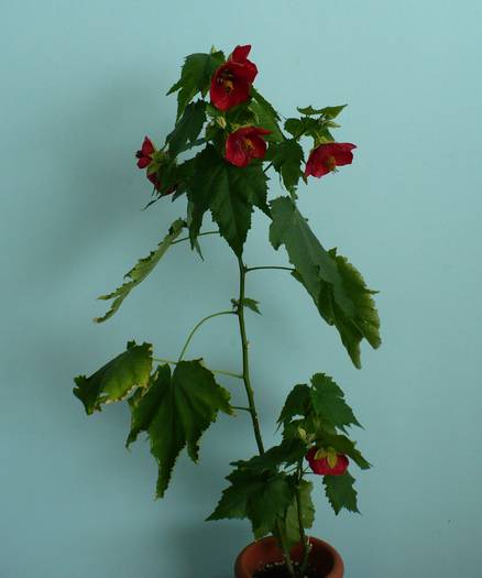 P1140522 - ABUTILONI