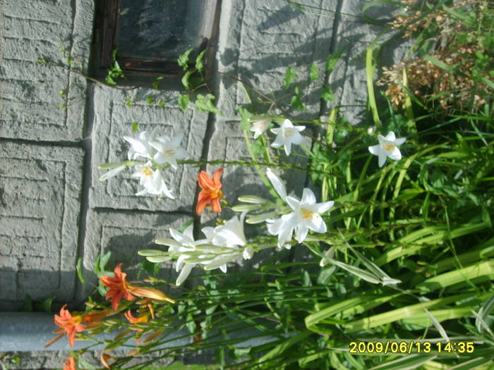 S5005178 - flori din gradina