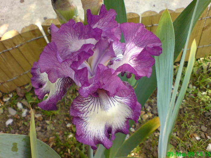 Iris - Gradina Penelopei in luna mai