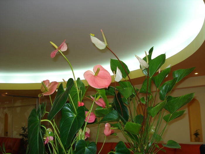 ANTHURIUM