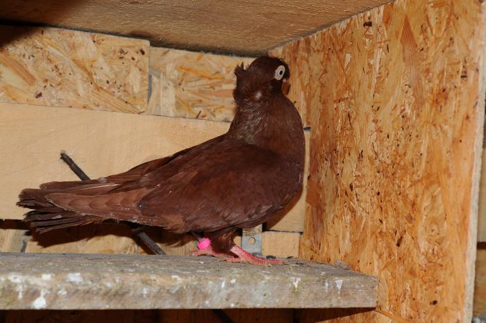 DSC_9914 - jucatori dublumotati calarasi 2008