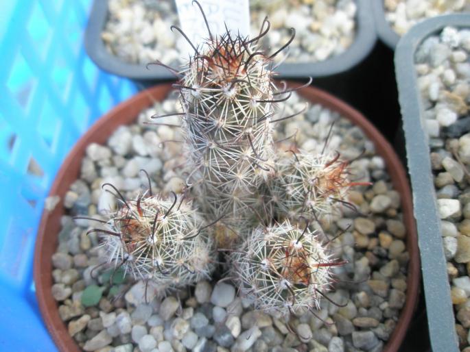 Mammillaria thornbergii sp. yaquensis - CACTUSI - ANUL 2008