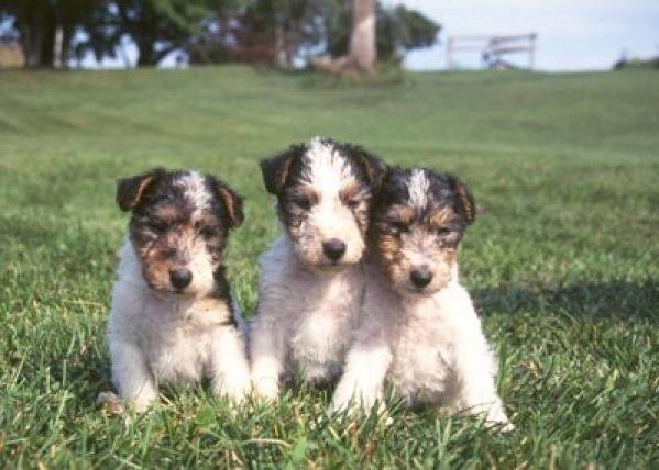 Fox Terrier Cu Par Sarmos (cateii)