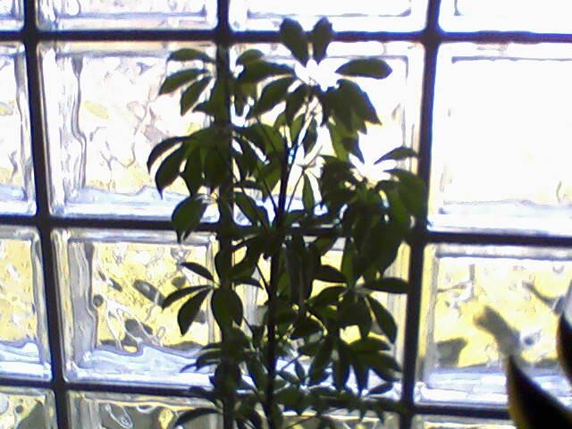 Photo-0066 - plante 2008