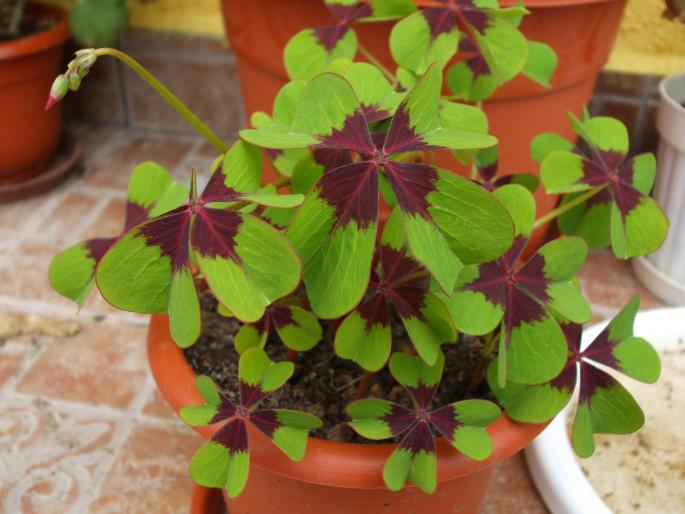 oxalis iron cross - Flori
