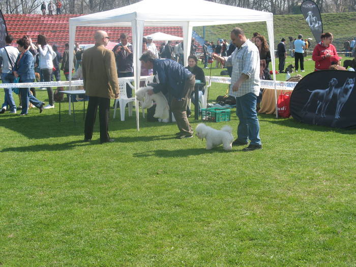 IMG_4777 - bichon frise