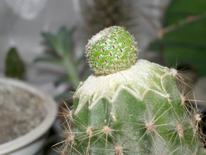 Aylostera heliosa - pe Echinopsis