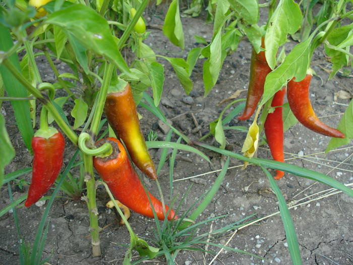 Szegedi 80 Peppers (2009, August 04)