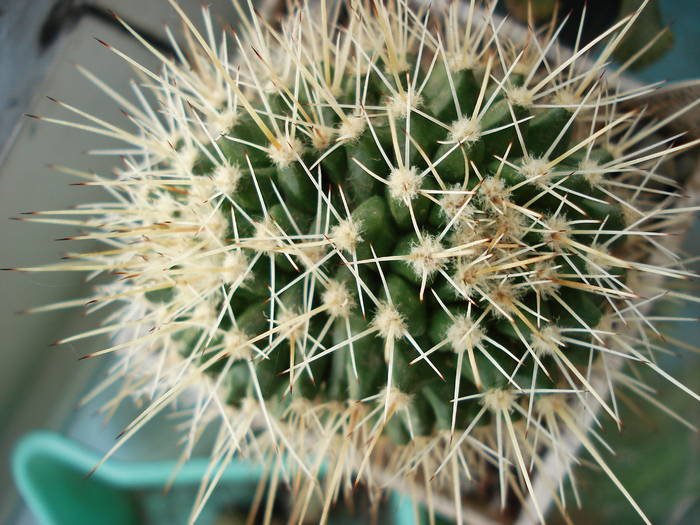 DSC08602 - Cactusi