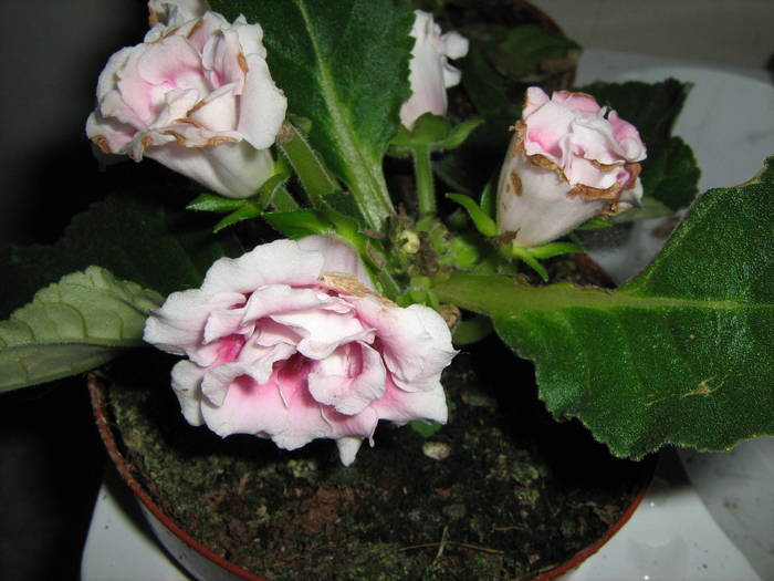 gloxinie - floricele