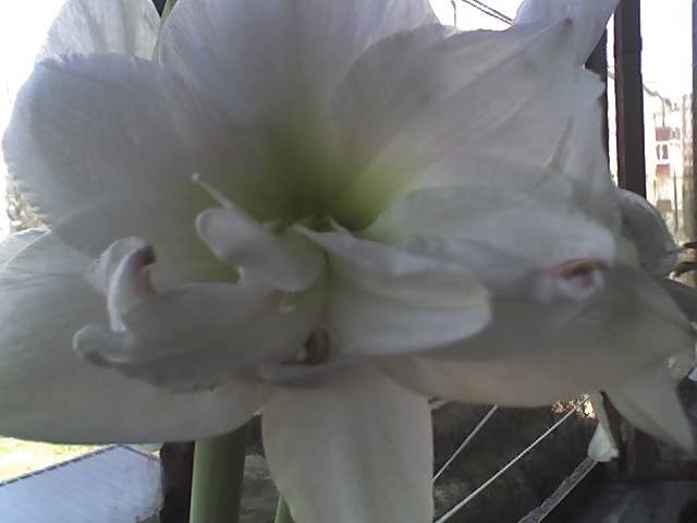 15-03-09_1500; Hipeastrum White Nimph
