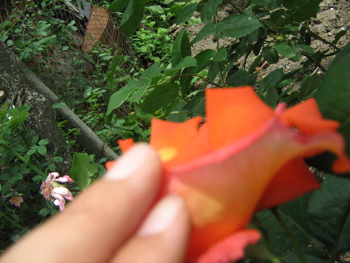 Trandafir portocaliu (la Poboru)ii
