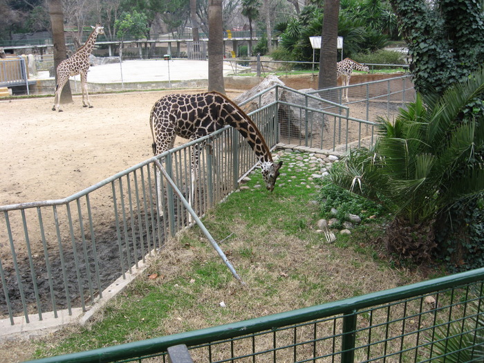 IMG_0480 - Gradina Zoologica din Barcelona