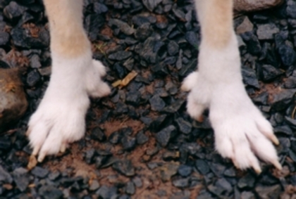 feet - Lundehund-cea mai rara rasa de caine