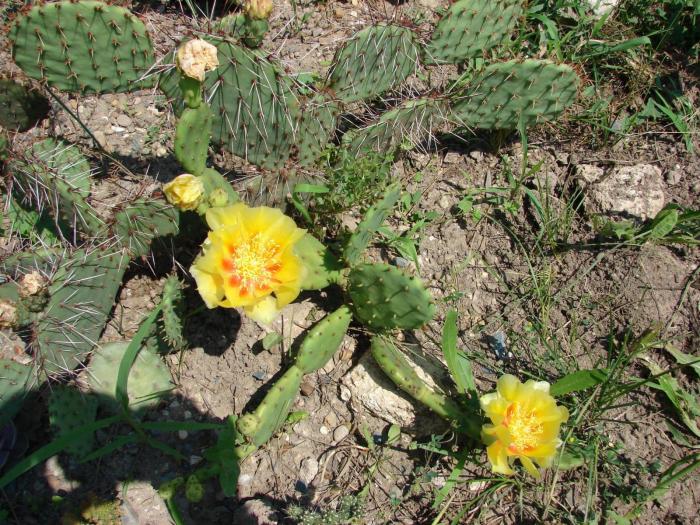 Opuntia humifusa  & phaeacantha - Cactusi la Mangalia